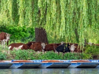 Cambridge